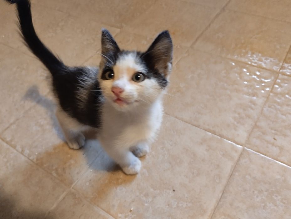 Gato para adopção responsável