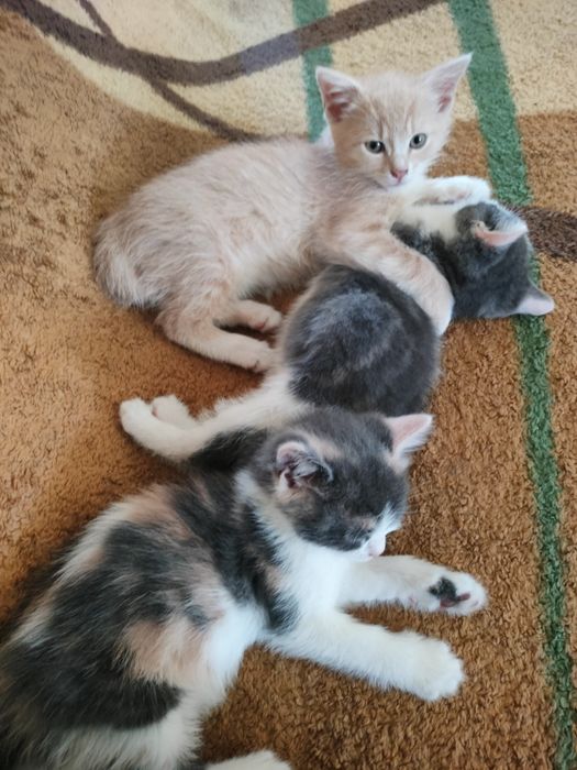 Віддам гарненьких кошенят.