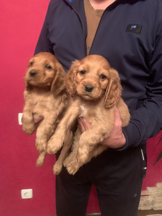 Продам цуценят Кокера