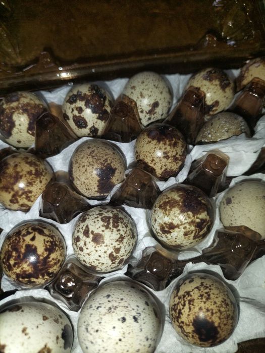Яйця інкубаційні перепілки техас,