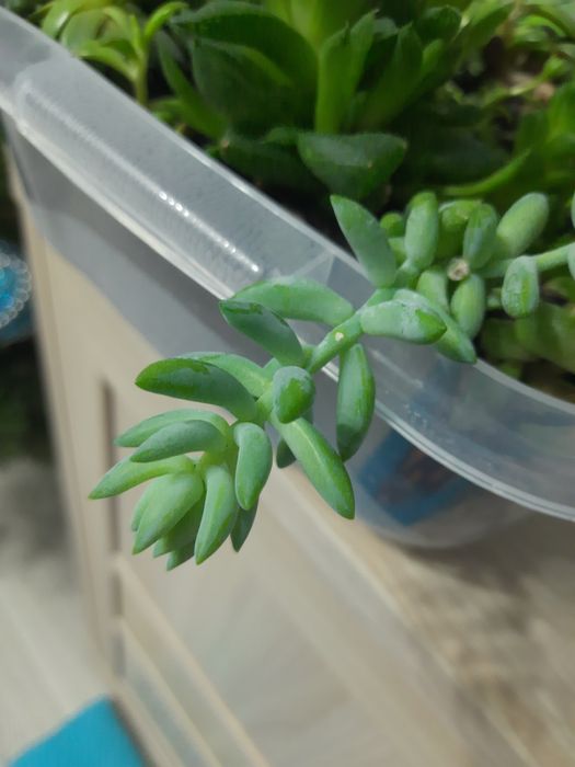 Суккуленти мікс по місту