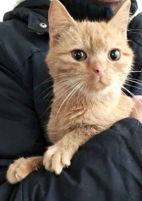 Шукає дім руда киця 3-4 міс