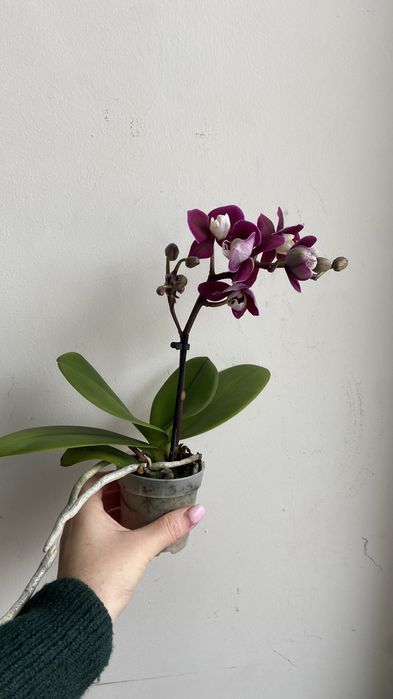 Орхідея міні А-ля Каода