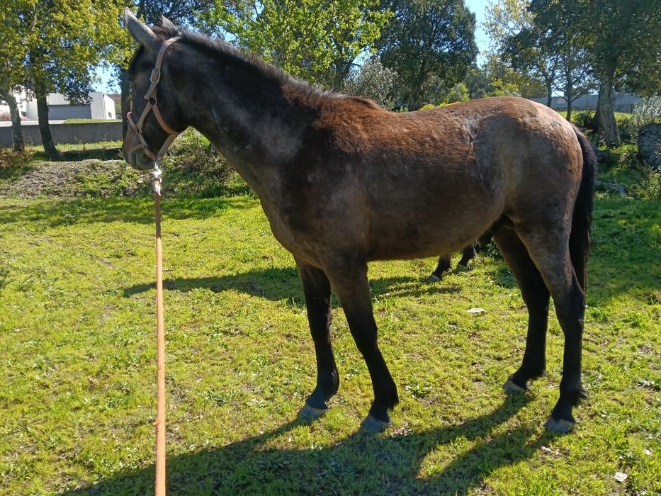 Poldro nobre   filho pais lusitanos 2 ano