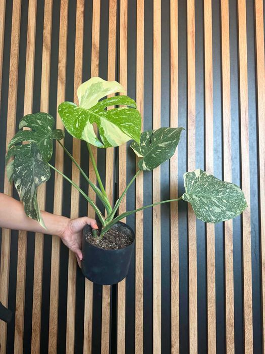 Monstera Thai Constellation-stara odmiana