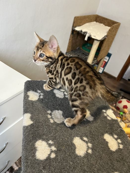 Бенгальські кошенята