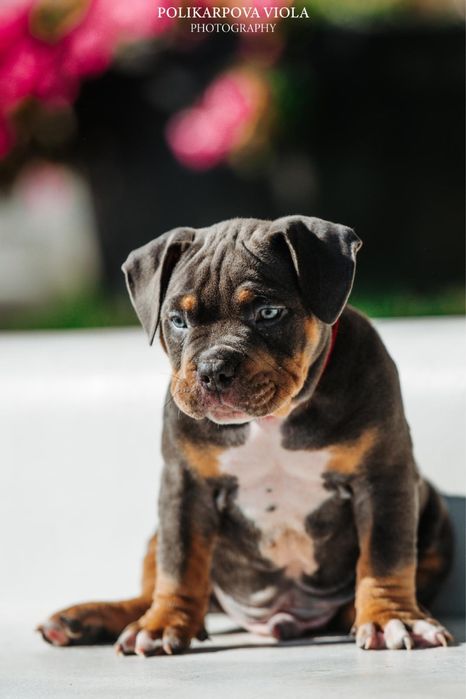 Американский булли