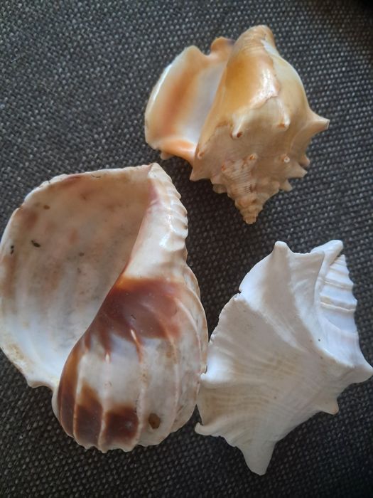 3 muszle, oryginalne