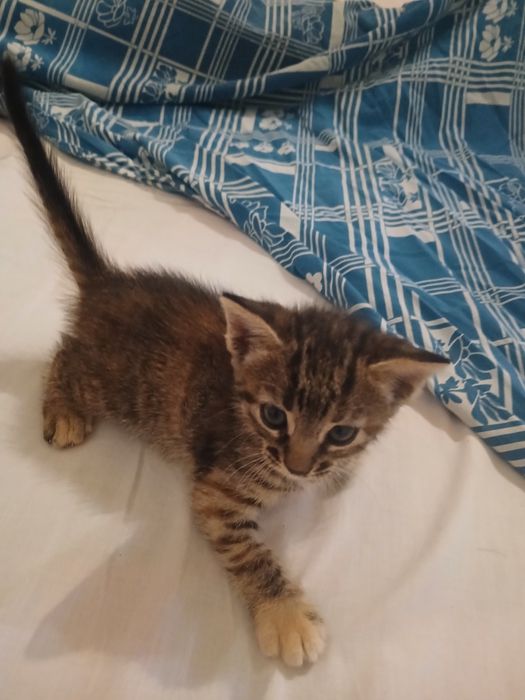 Tenho esse gatinho bb ele tem um mes