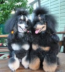 Цуценята Той Пуделя — Різні Окраси. Бронювання та Продаж