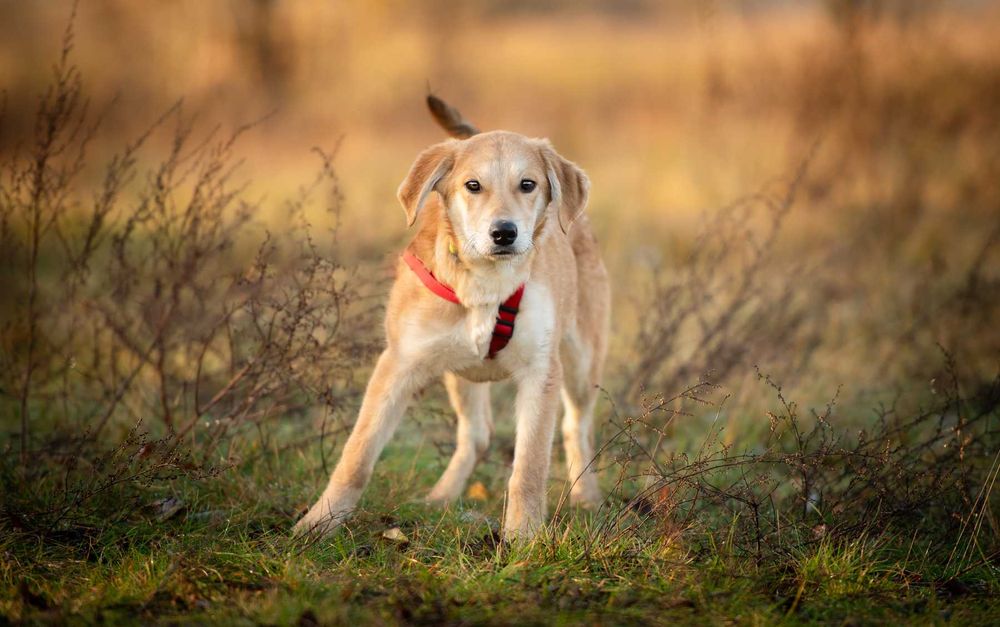 Wafel - biszkoptowy SZCZENIAK szuka domu!