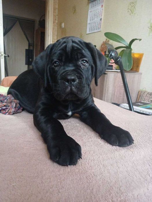 Цуценята кане корсо