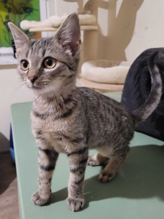 Kocurek - kociątko Rocky