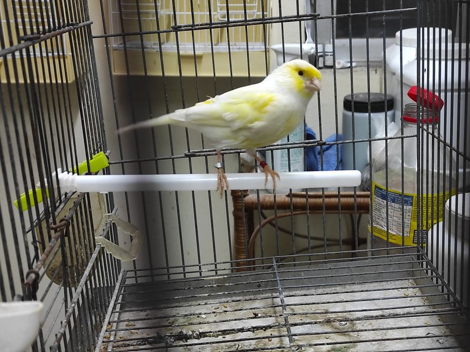 Vendo Mosaicos Amarelos amarelos 2024/25