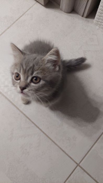 Шотландські кошенятка