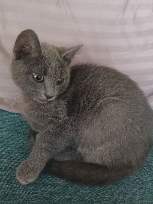 Віддам котеня хлопчик
