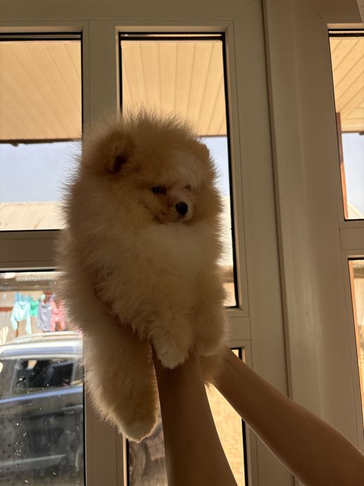 Vip Ведмедик шоу класс