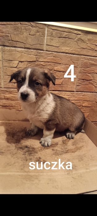 Bordery collie pieski