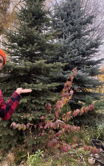 Ялинки живі (блакитні та зелені)