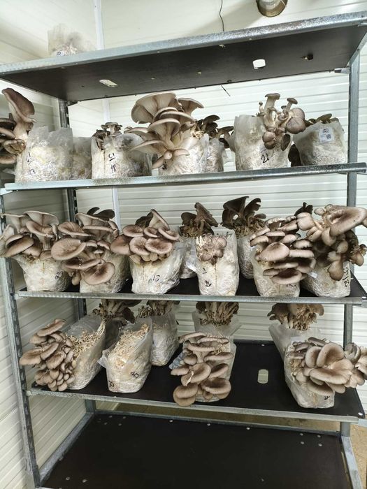 Sala de Cultivo de Cogumelos – Pronta a Entregar e a Produzir