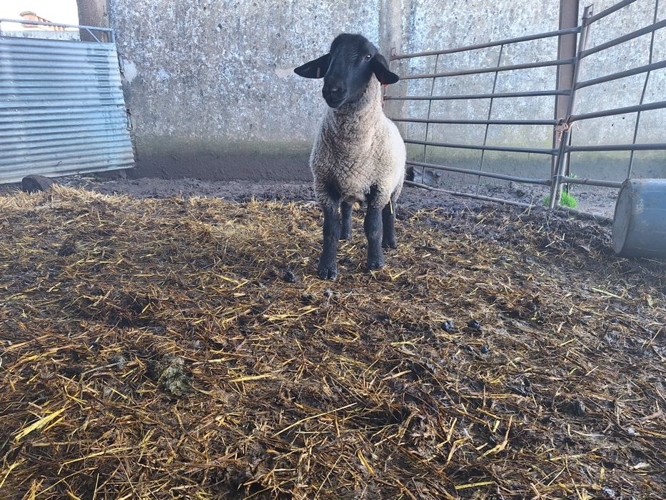 Carneiro suffolk inglês