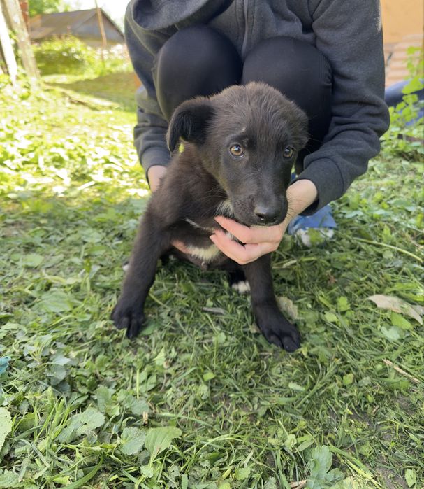 Вінниця та район!!!Віддамо безкоштовно двух цуциків в добрі руки!!