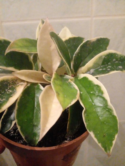 Продам або обміняю хойї