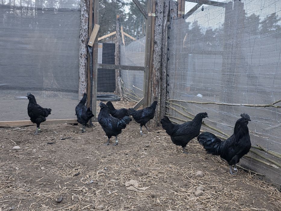 Ayam Cemani  jaja lęgowe