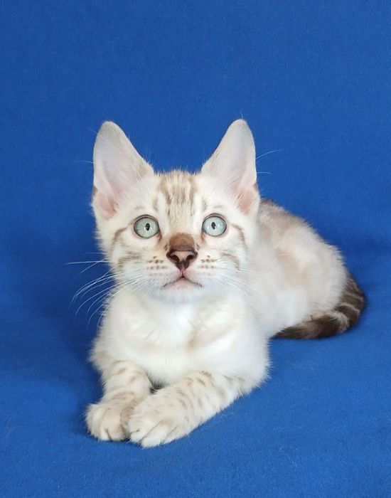 Бенгальские котята Линкс( снег)