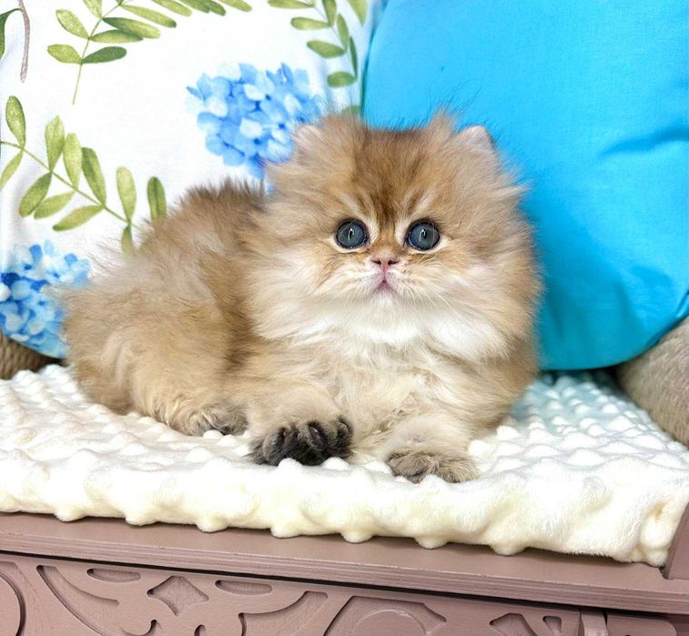 Британський довгошерстий хлопчик Гоша