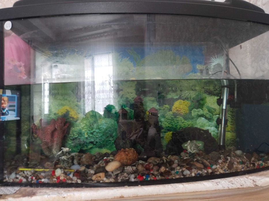 Продаєця акваріум