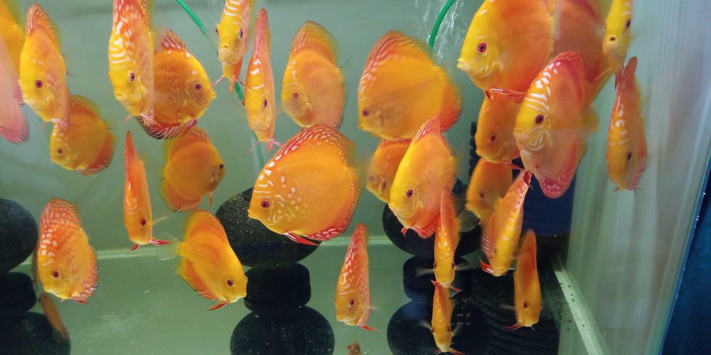 GB DYSKOWCE - PALETKI solid i pigeon red 10-12cm