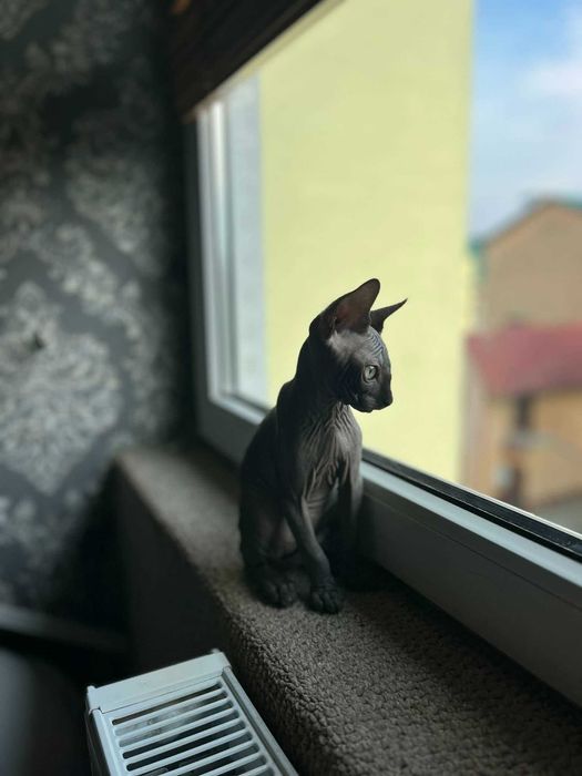 Piękny kocurek Sfinks Kanadyjski