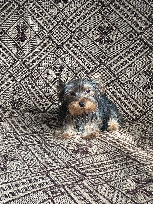 York Yorkshire terrier piesek