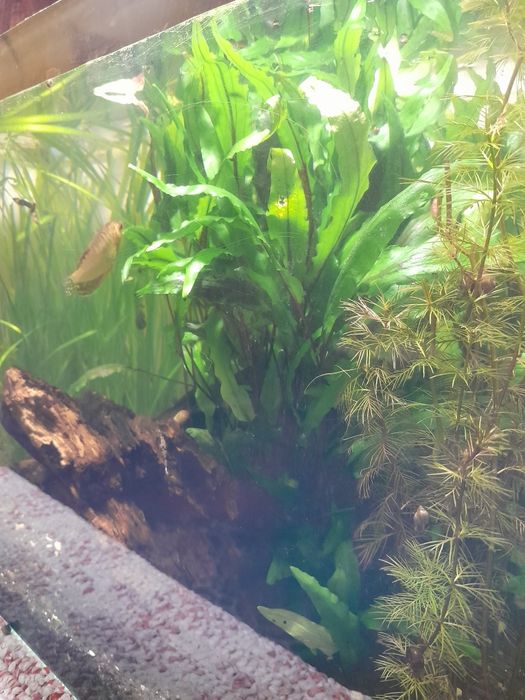 Акваріумні рослини