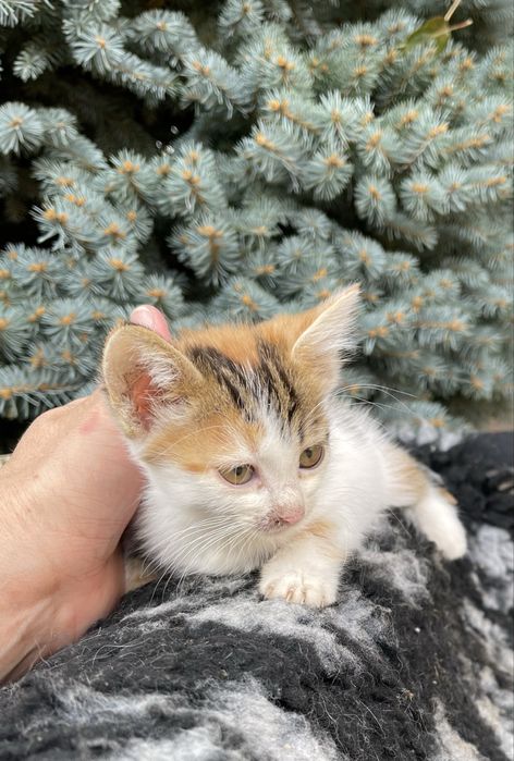 Котята отдам котенок девочка