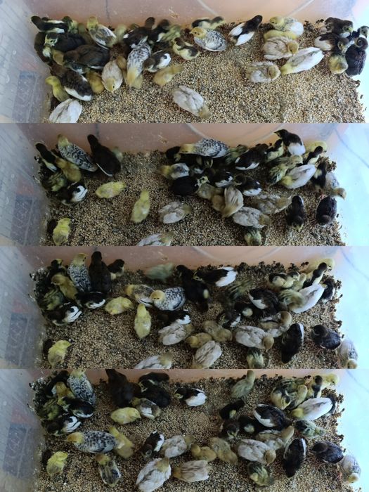 Przepiórki chińskie młode