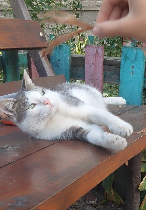 Безкоштовно котик