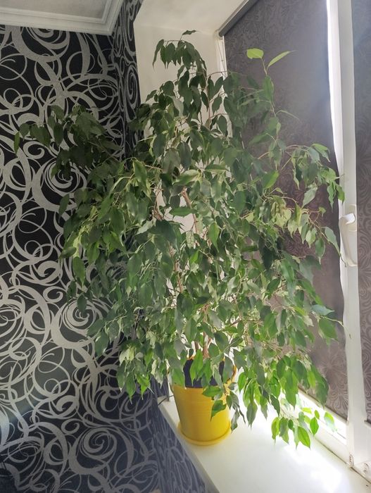 Вазон Фікус Бенжамінна