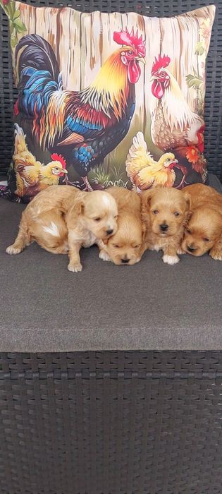 Maltipo & maltańczyk pudel Toy