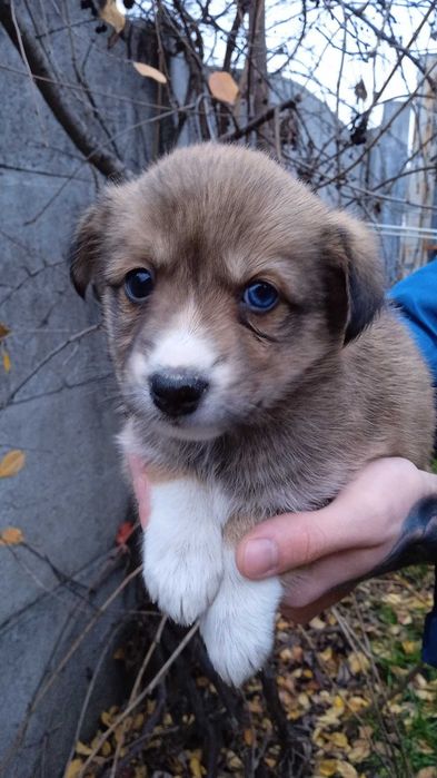 Метис хаски . Малыши.