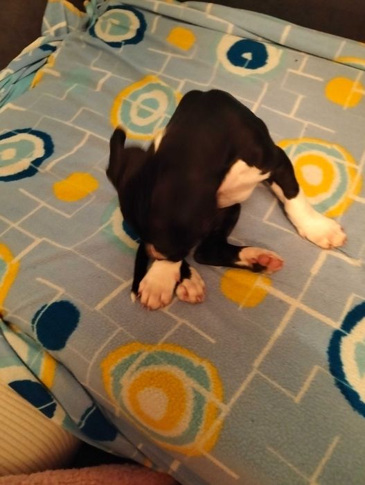 Pitt bull  menina com dois meses