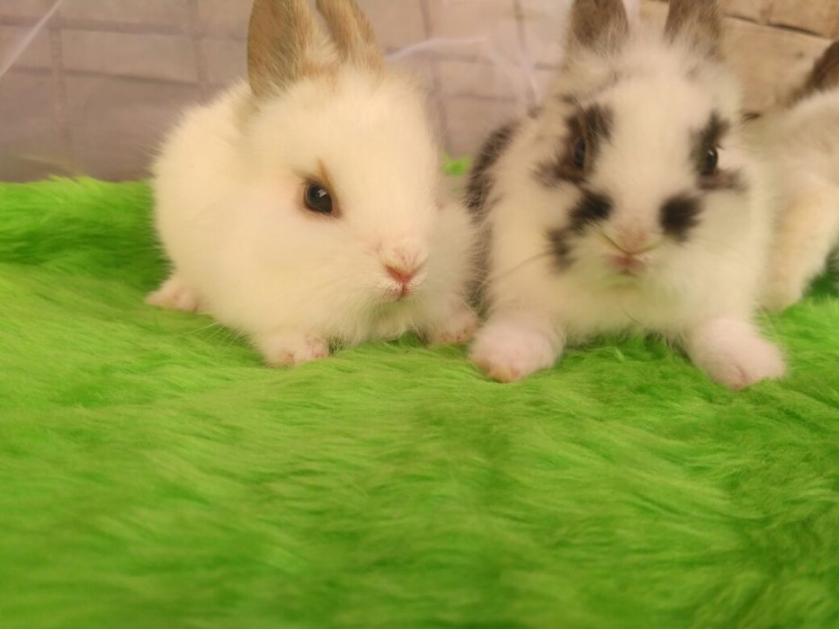 Декоративні кролики