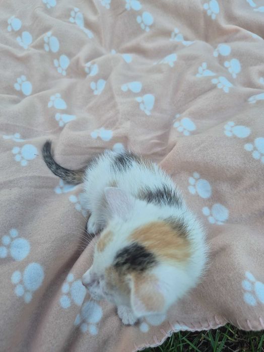 Dwie małe kotki do adopcji