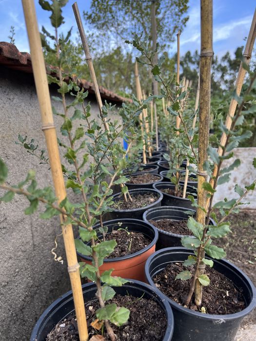 Sobreiro para cortica