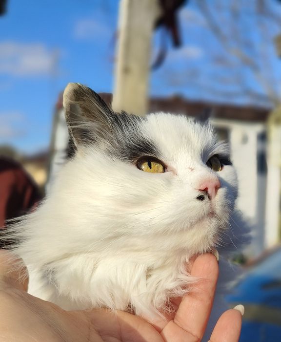 Чарівна пухнаста красуня шукає родину