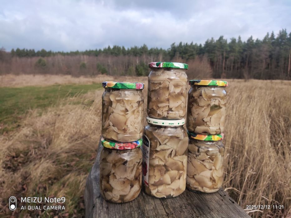 Грибы маринованные говорушка ( рядовка ) дымчатая .