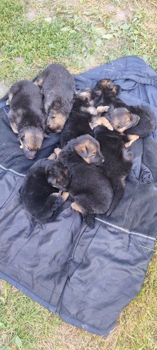 Продам цуценят Німецької вівчарки.