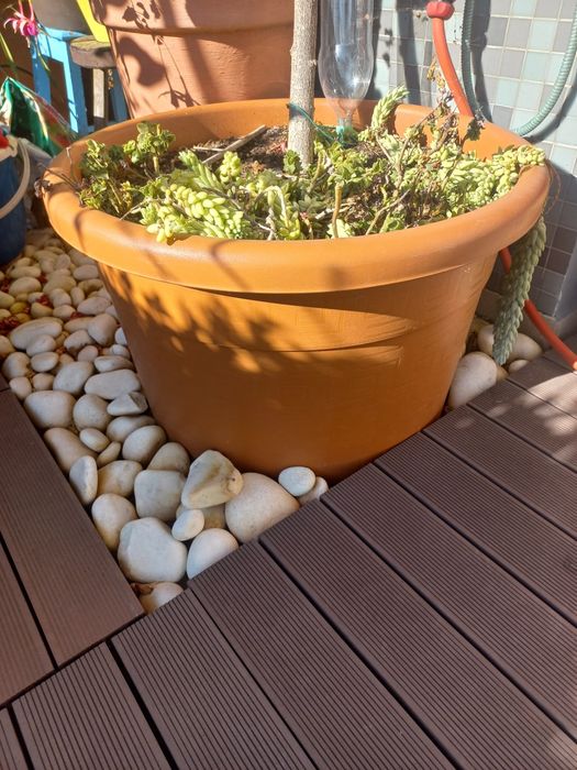 Vasos em polietileno e plantas