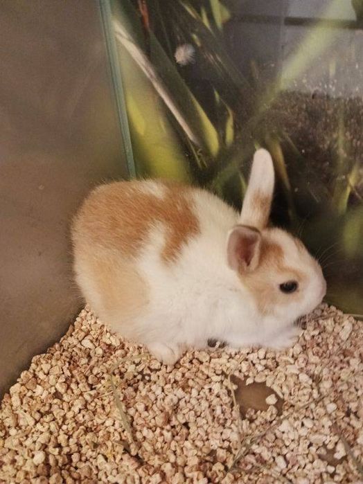 Królik karzełek REX Kraków (Swoszowice)